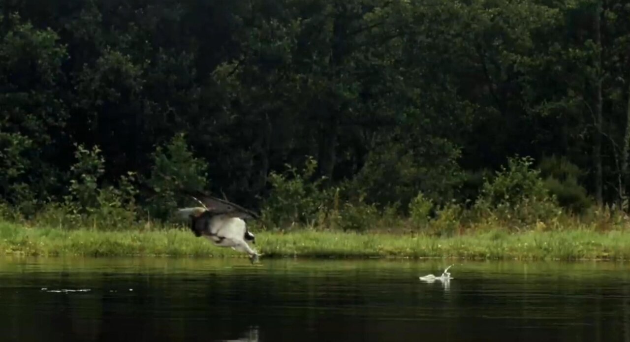 An osprey fishing in spectacular super slow motion