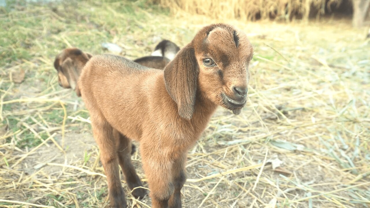 красивые животные. beautiful animals.