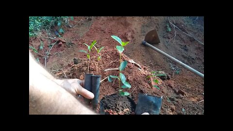 dicas de como tirar mudas do tubete e utilizar terras de barranco