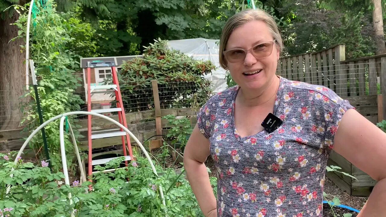 Trying to prevent a tomato disaster