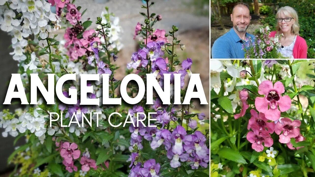 🌿 Angelonia Care | Friday Plant Chat 🌿