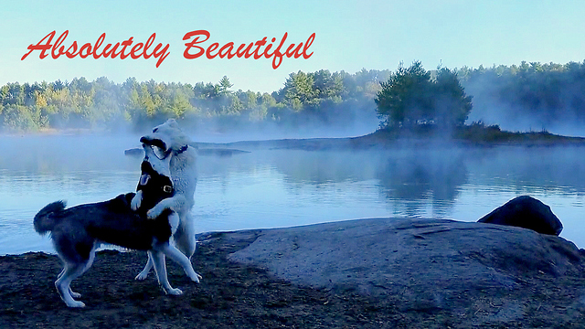 Dogs frolic among breathtaking scenic backdrop