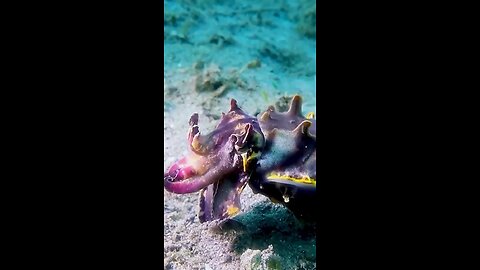 Flamboyant cuttlefish