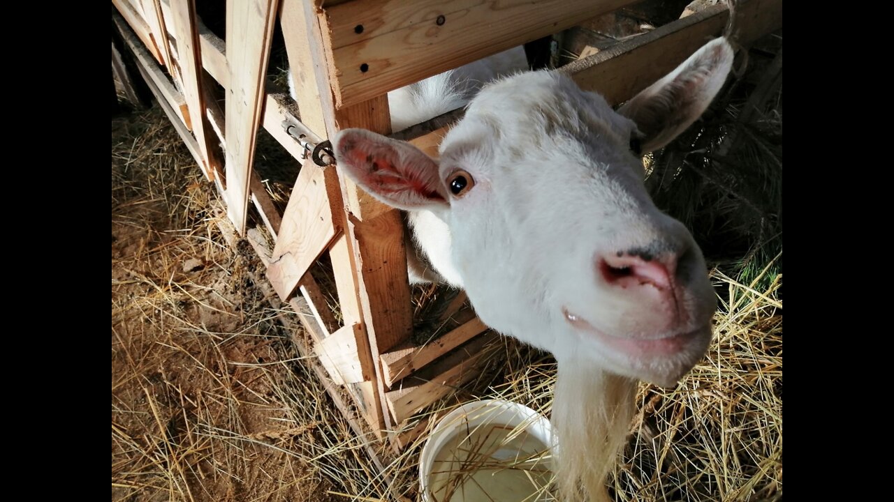 Goat tenderness! Every creature accepts affection and begs for it without fail.