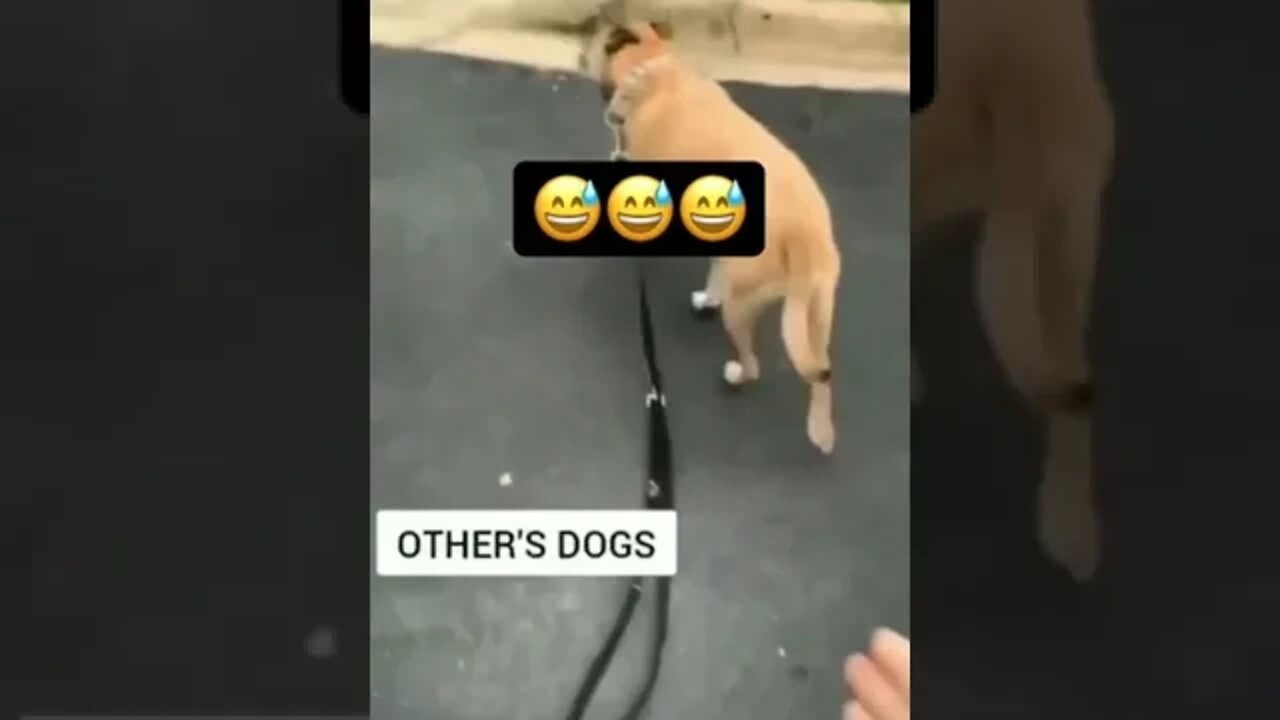 Wish I had a dog like this 😂😂😂 #shorts