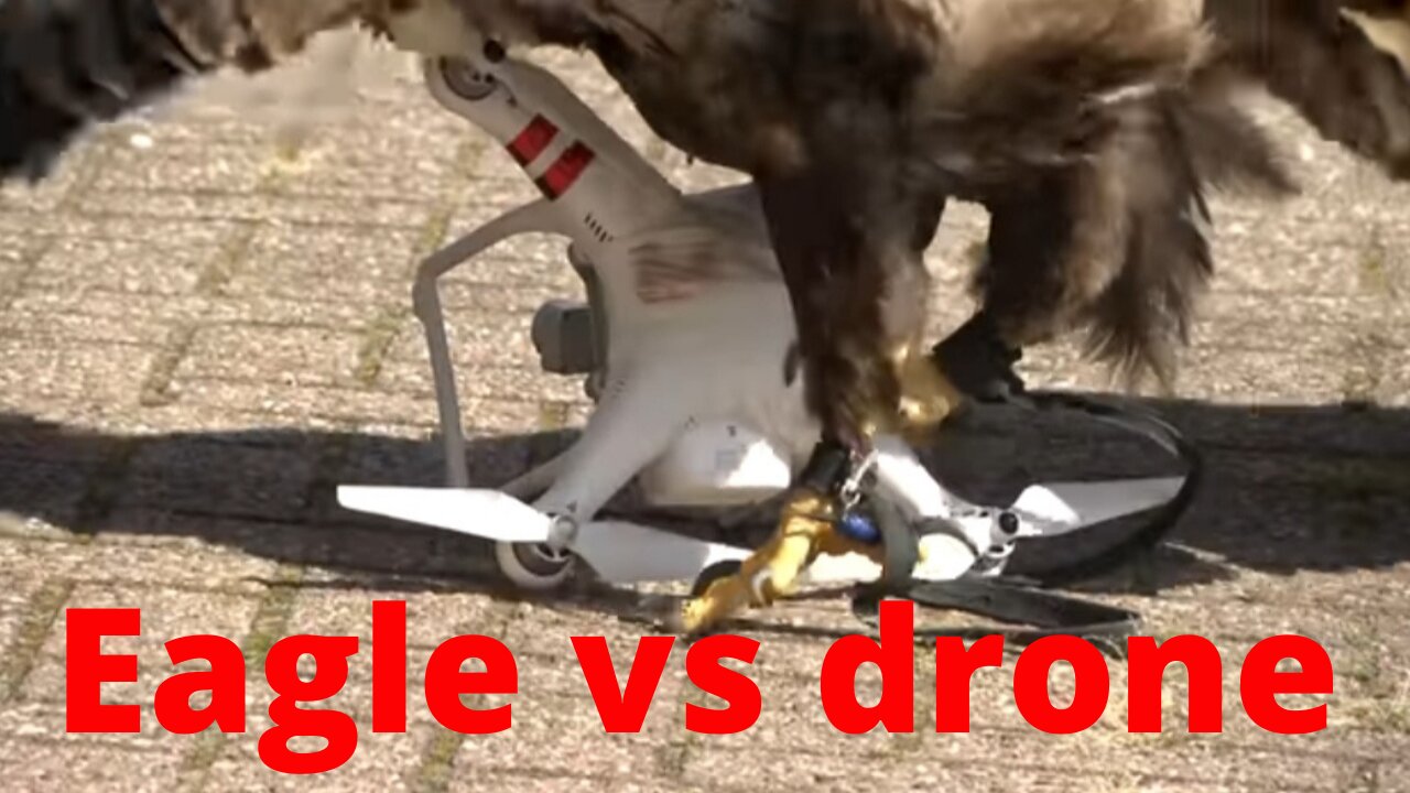 Eagle vs drone