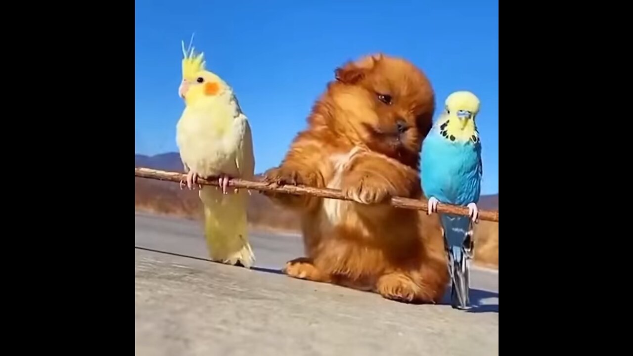 Funny video / funny animal video/ funny dog parrot and ducks video