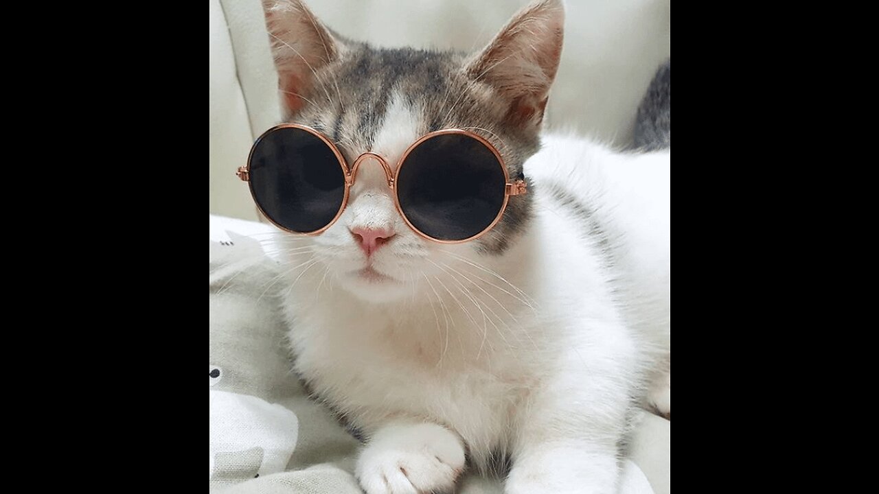 Lol super funny cute cats videos best moments of cats shorts πΊππ
