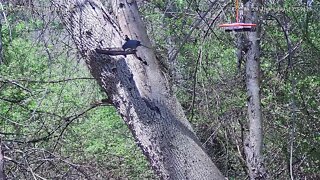 Gray catbird feeding on mealworm tray on Wildlife 1 Cam 4/28/2022