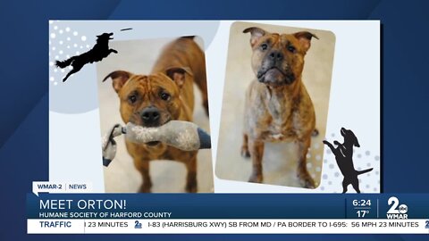 Orton the dog is up for adoption at the Humane Society of Harford County