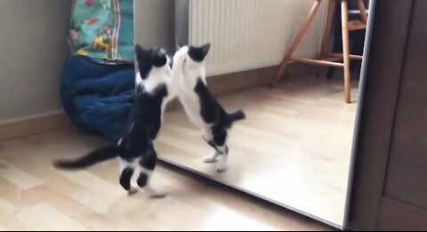 Funny Cat And mirror Video|Funny video|What's App Videos|30 Seconds Status Video|