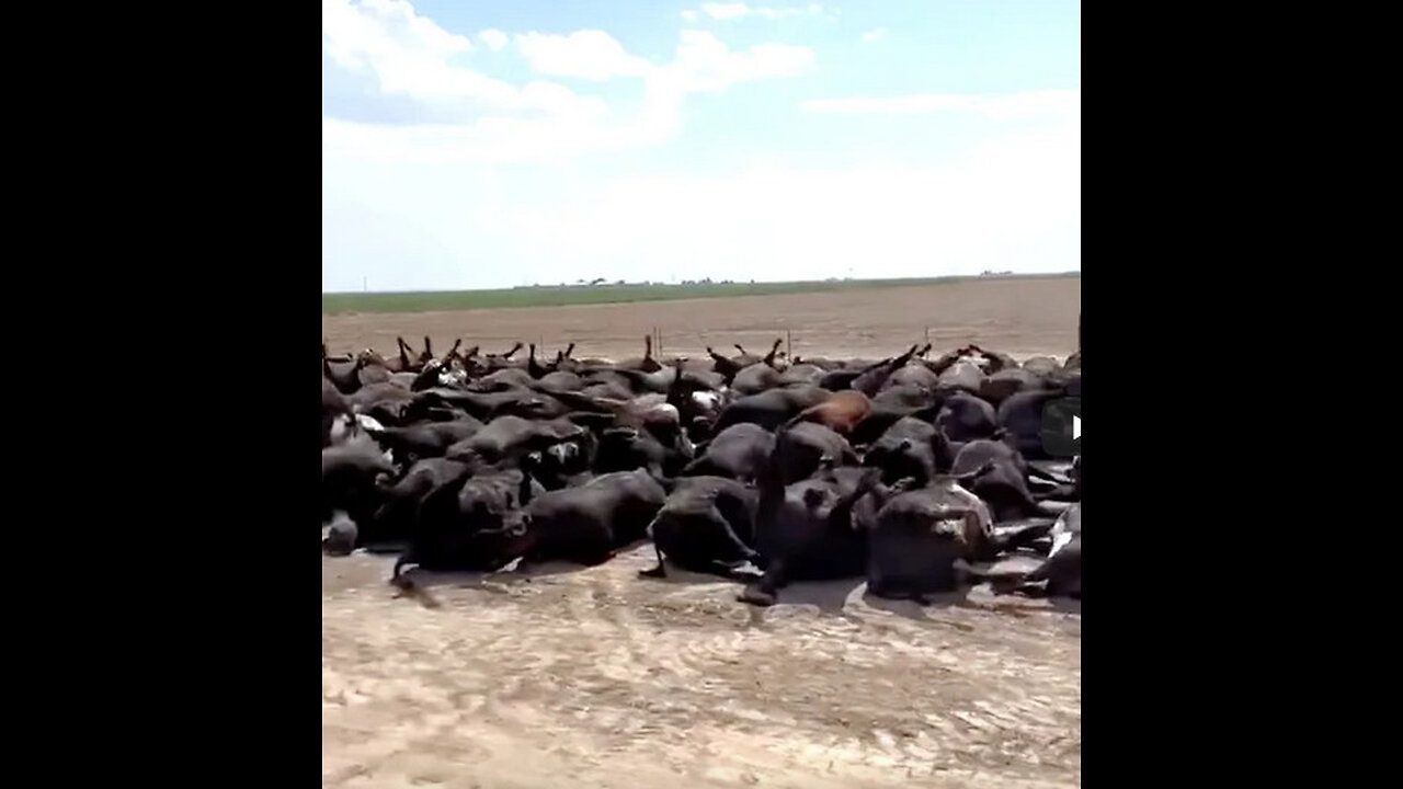 This rancher just reported that it's happening again right now to his cattle on his private ranch