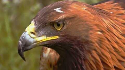 Tha Eagle Hard Attack Animal Life Survival Wild Animals