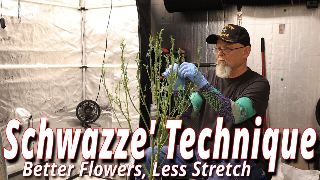 The Schwazze' Technique: Maximizing Flower Quality, Minimizing Plant Stretch