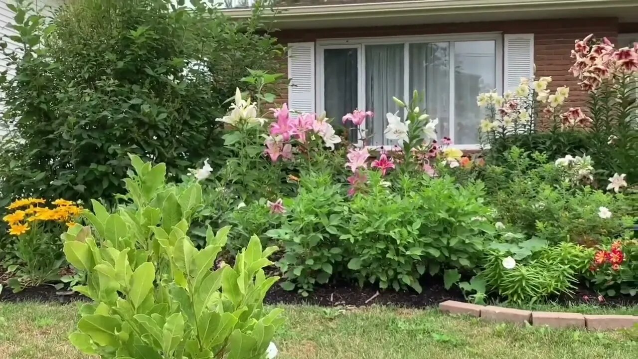 Oriental Lilies + Frontyard Garden Garden Journal August 5