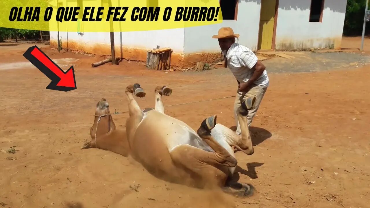 OLHA O QUE ESSE BURRO FEZ COM O VAQUEIRO PO