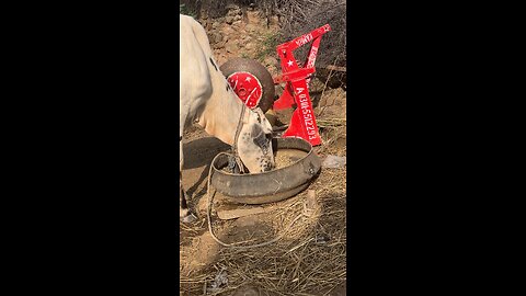 cow eating food