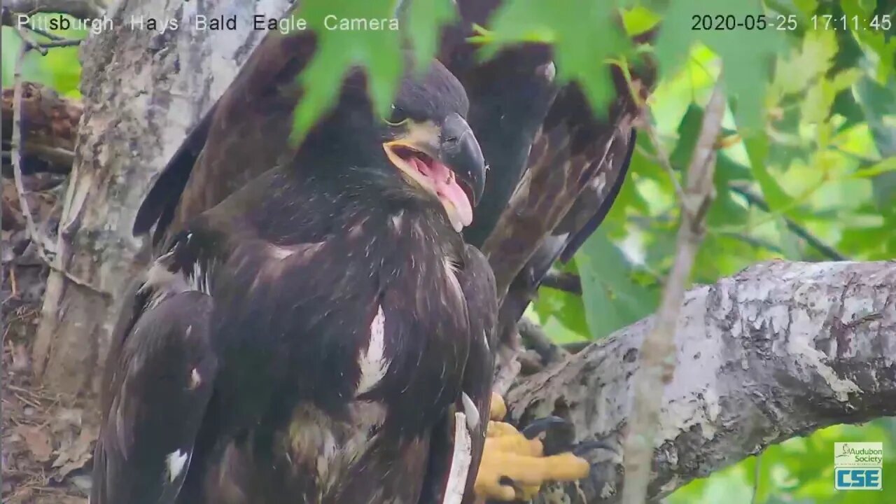 Hays Eagles H12 closeup of the glottis of the tongue 2020 05 25 510pm