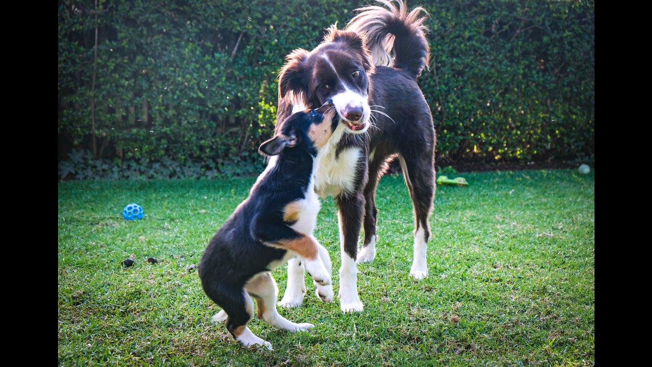 Funny fight between two cute dogs