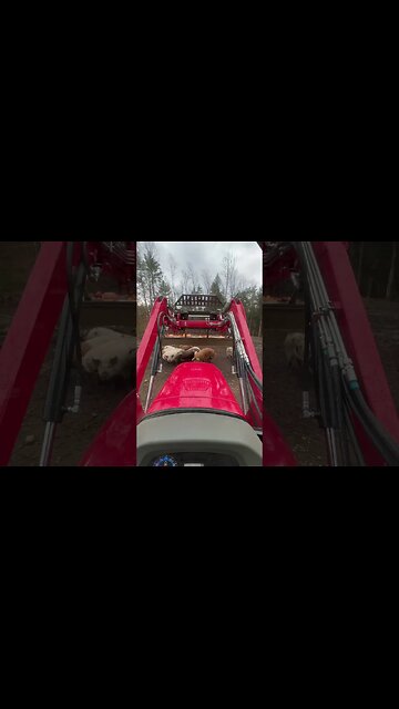 Sunday Brunch For The Pigs