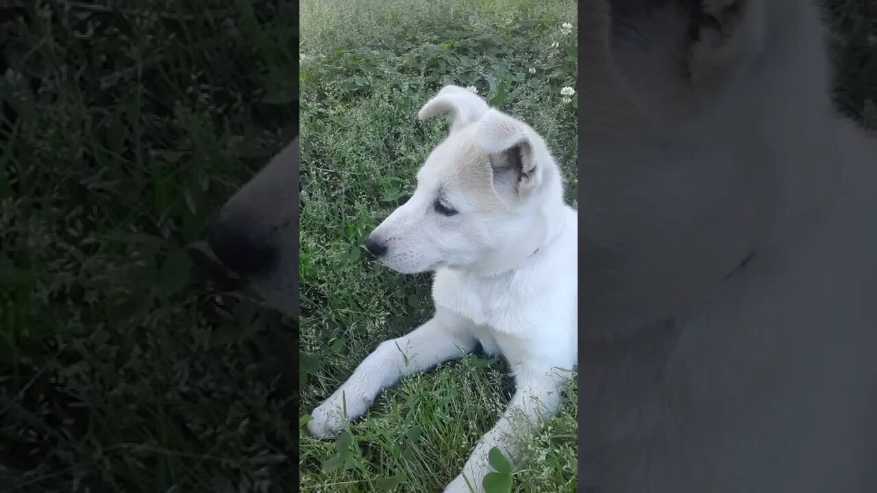puppy in the clover flowers