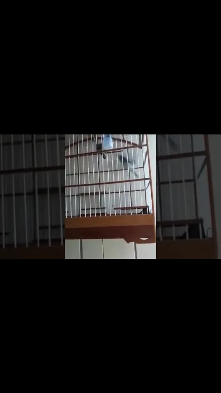 Lindo Coleiro Cantando