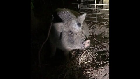 Pig shenanigans In the Night