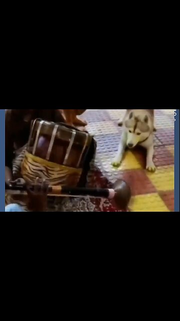 Funny dog reaction to music 😂 | Funny animals | part 6