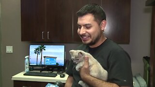 Clark County says burned kitten has been adopted