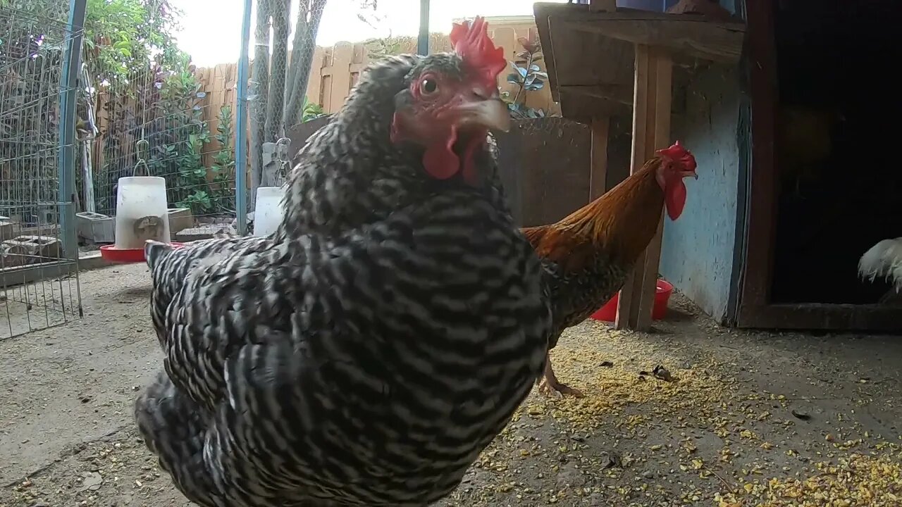 Backyard Chickens Fun Relaxing Chickens Sounds Noises Hens Clucking Roosters Crowing!