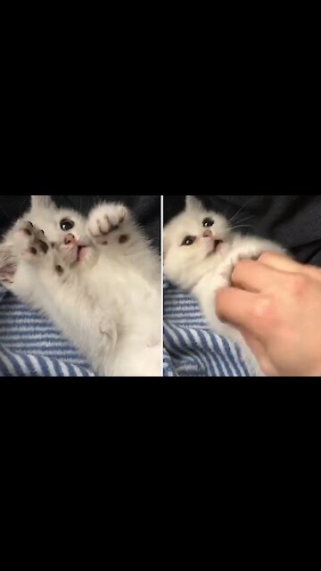 Adorable Kitten Preciously Plays With Owner