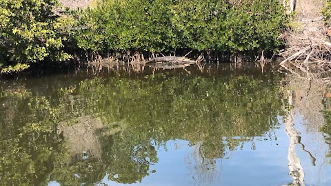 Look at the size of that gator