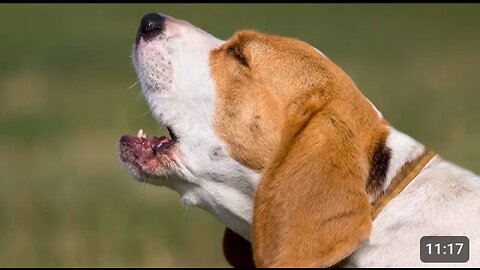TOP 10 BARKING VIDEOS COMPLILATION 2016❤️ DOG BARKING SOUND -FUNNY DOGS