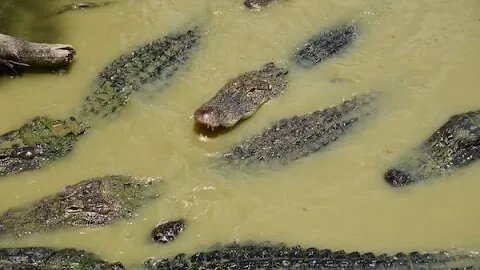 Alligator