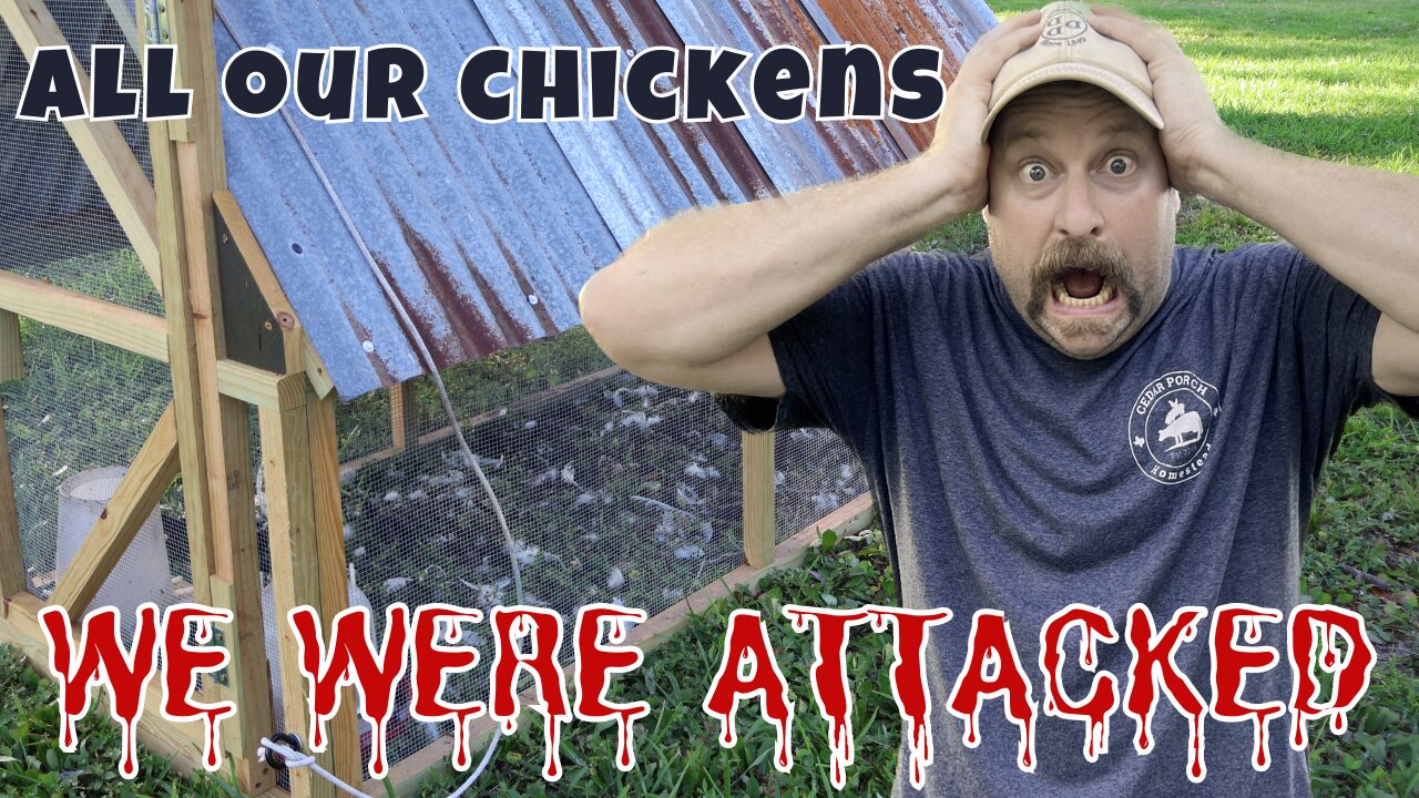 Predators WIPED OUT OUR CHICKENS