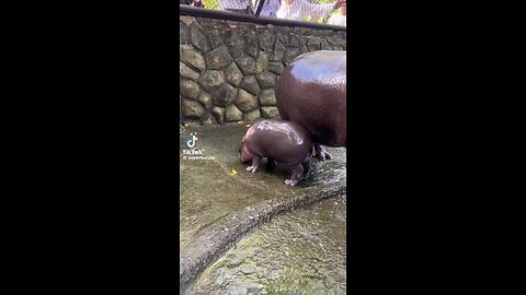 hippo spitting out mucus