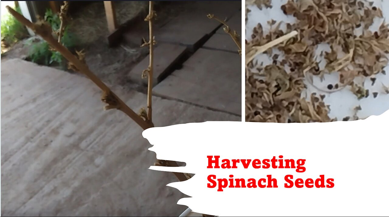 Harvesting Spinach Seeds