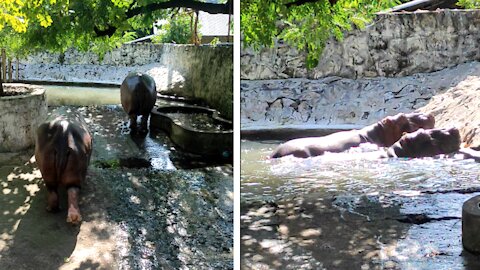 Rhinos going for a bath and Ignoring everything i said