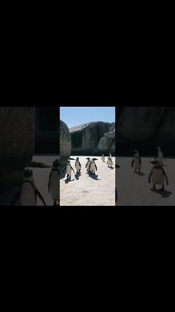 ANIMAIS MAIS ENGRAÇADOS DO MUNDO #82 • Pinguins - inscreve-se no CANAL #shorts