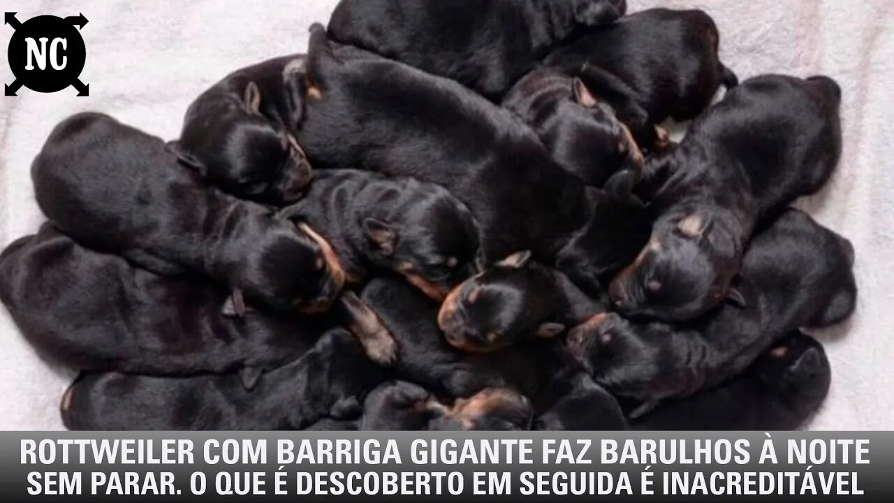 Rottweiler com barriga gigante faz barulhos à noite sem parar. O que é descoberto em seguida...