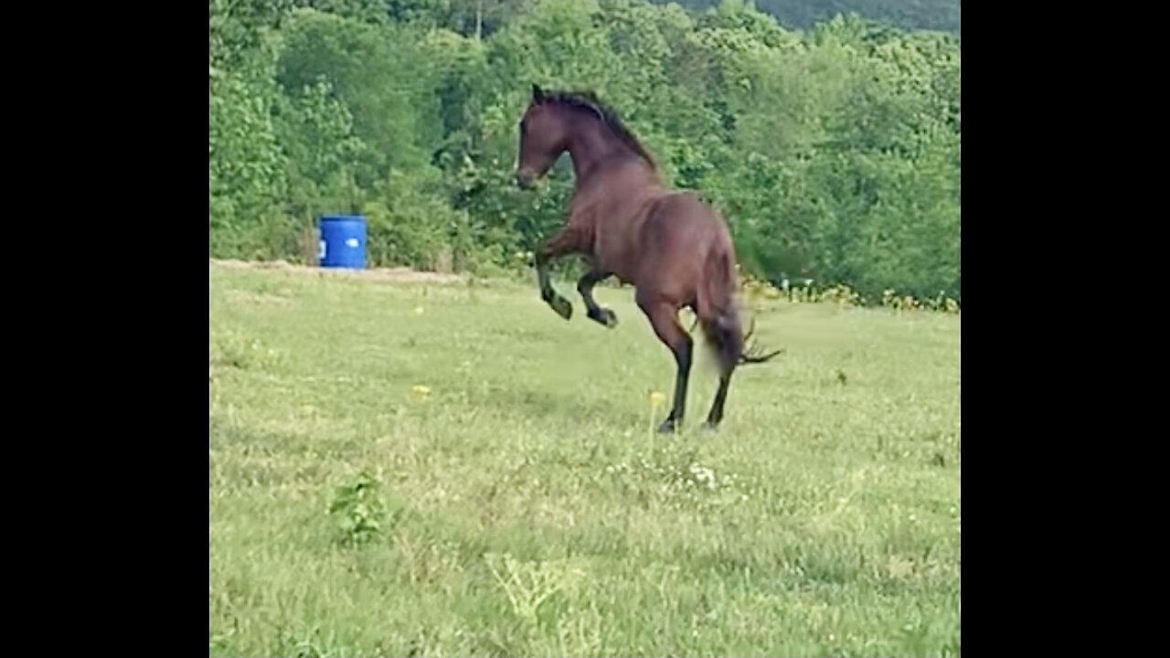 Frisky colt ready to play