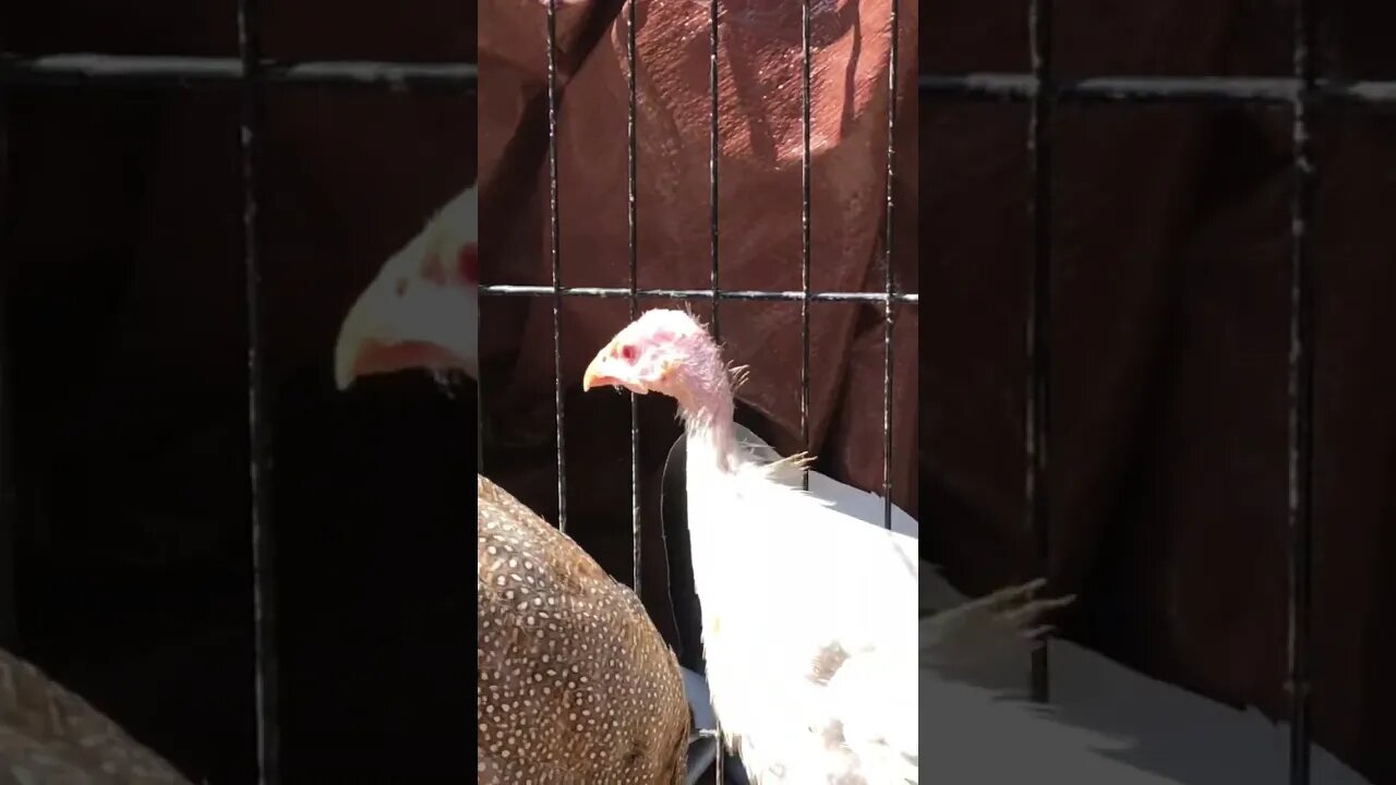 Perfect red eyed guinea fowl keet