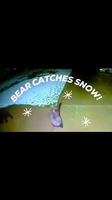 BEAR CATCHES SNOW