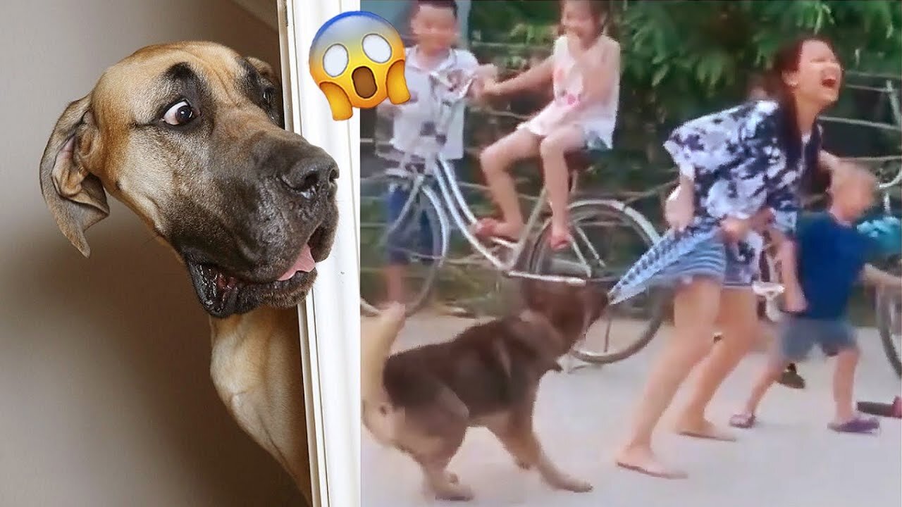 Funniest Videos 2023 😂 Funny Cats 🐱 and Dogs 🐶