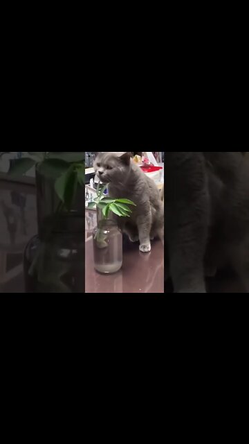 FUNNY CAT | FUNNY CAT VIDEO | SHORTS | #shortsvideo | #viralfunny
