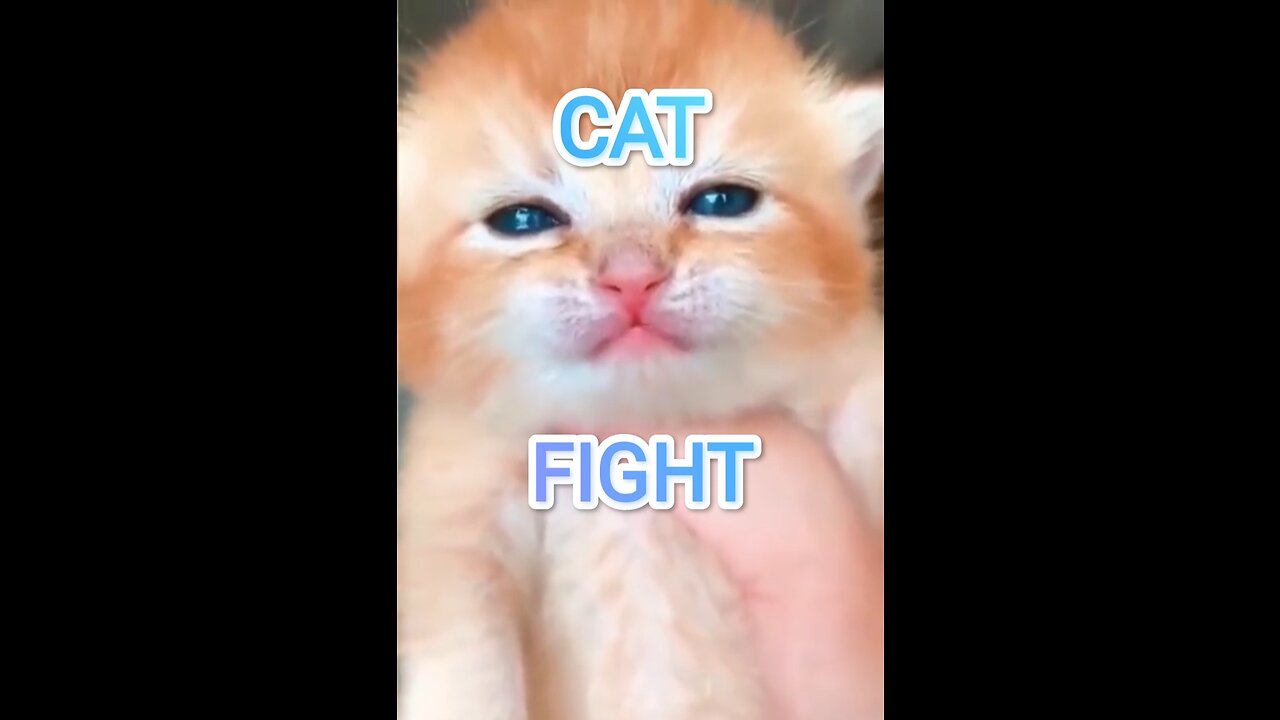 Funny cat fight // funny cat videos