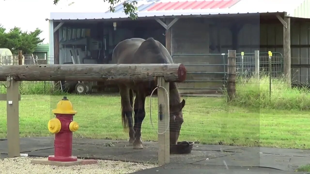 Morning Routine Of Feeding Horses Grain - Just Showing Challenges When Feeding Two Horses