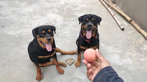 Dog loves to play with ball.