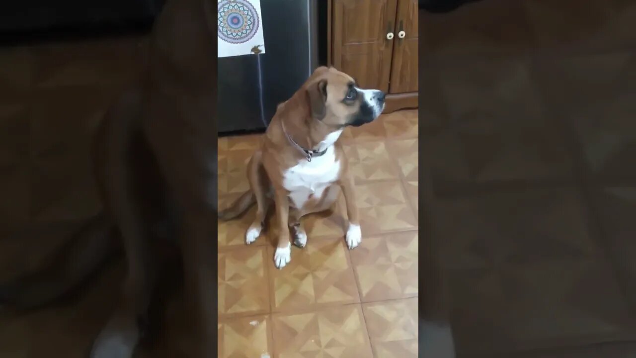 starwars puppy BROWNIE the HUTβ€ππΆπβ€