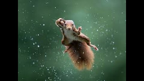 BestFunnyAnimalVideosoftheyear(2023)funniestanimalseverrelaxwithcuteanimalsvideo